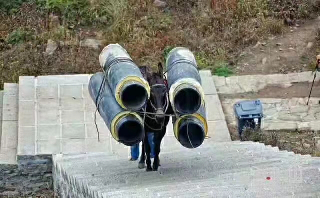 广东骡子运输队