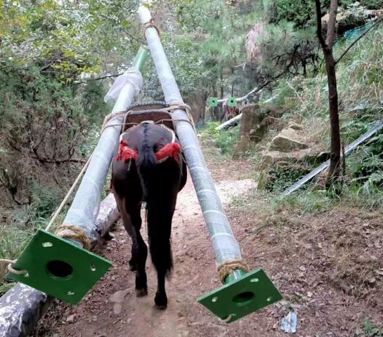 深圳骡子运输队