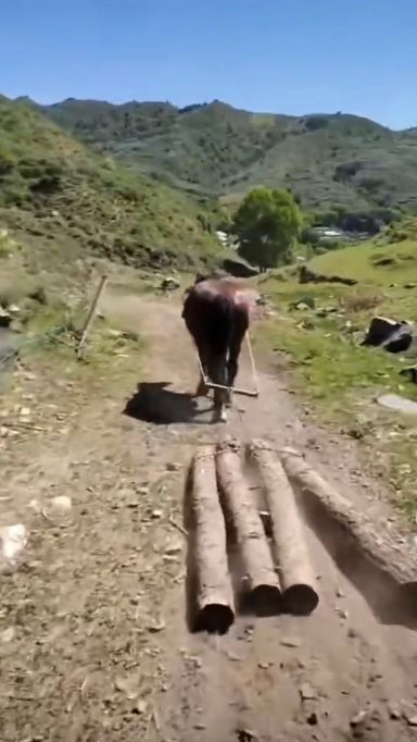 广东马队运输