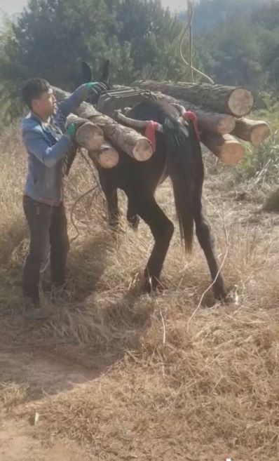 广东骡子运输队