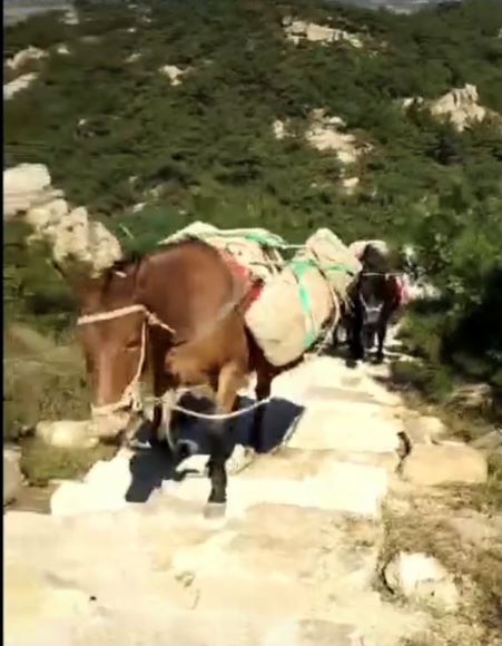 广东马帮运输