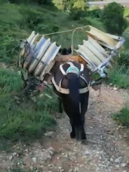 广东骡马运输